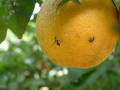 Fruit fly on orange_3 